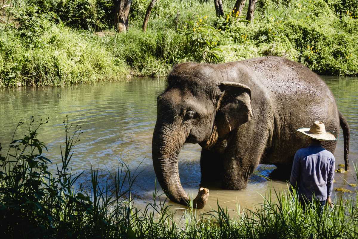 Must-see Wildlife Documentaries for Nature Enthusiasts